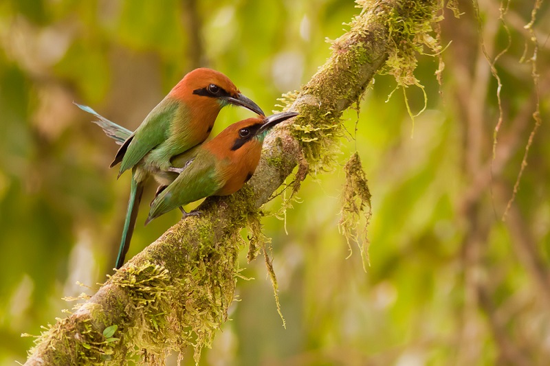 The Broad-Billed Motmot Nature’s Avian Artist