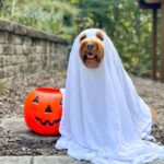 Poodle Dogs More Than Meets the Fluff