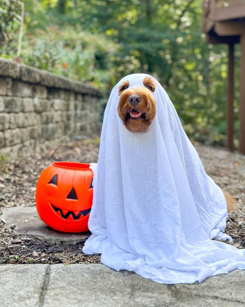 Poodle Dogs More Than Meets the Fluff
