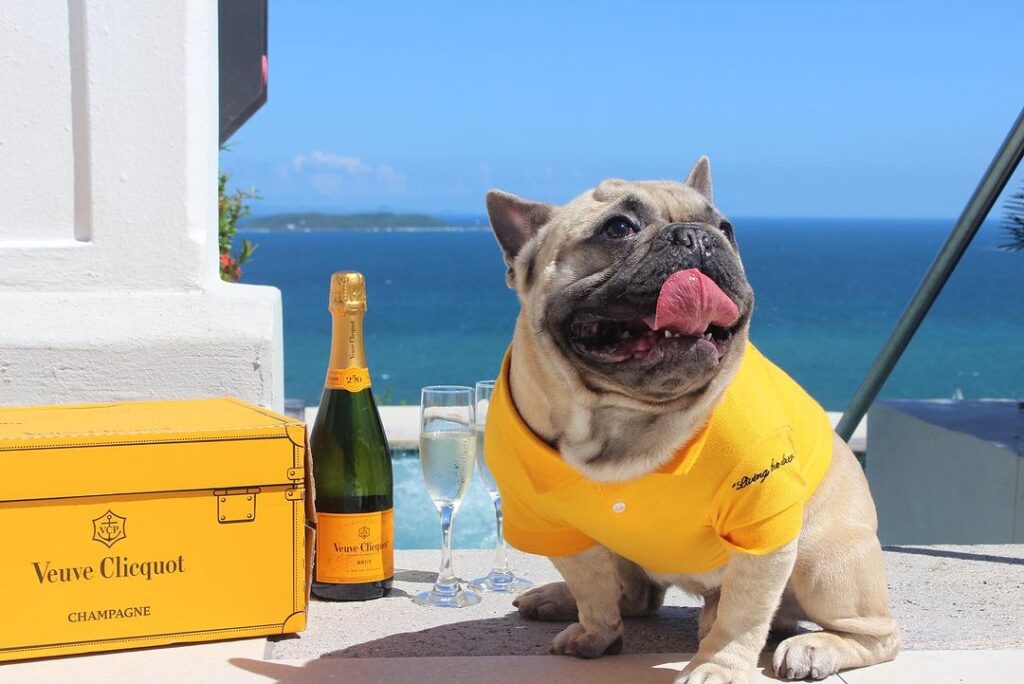 The Charming Bull Dog A Heartwarming Companion