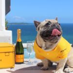 The Charming Bull Dog A Heartwarming Companion