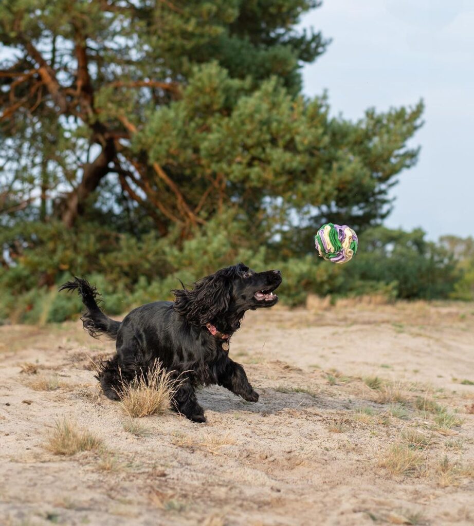 The Charismatic Cocker Dog A Delightful Canine Companion