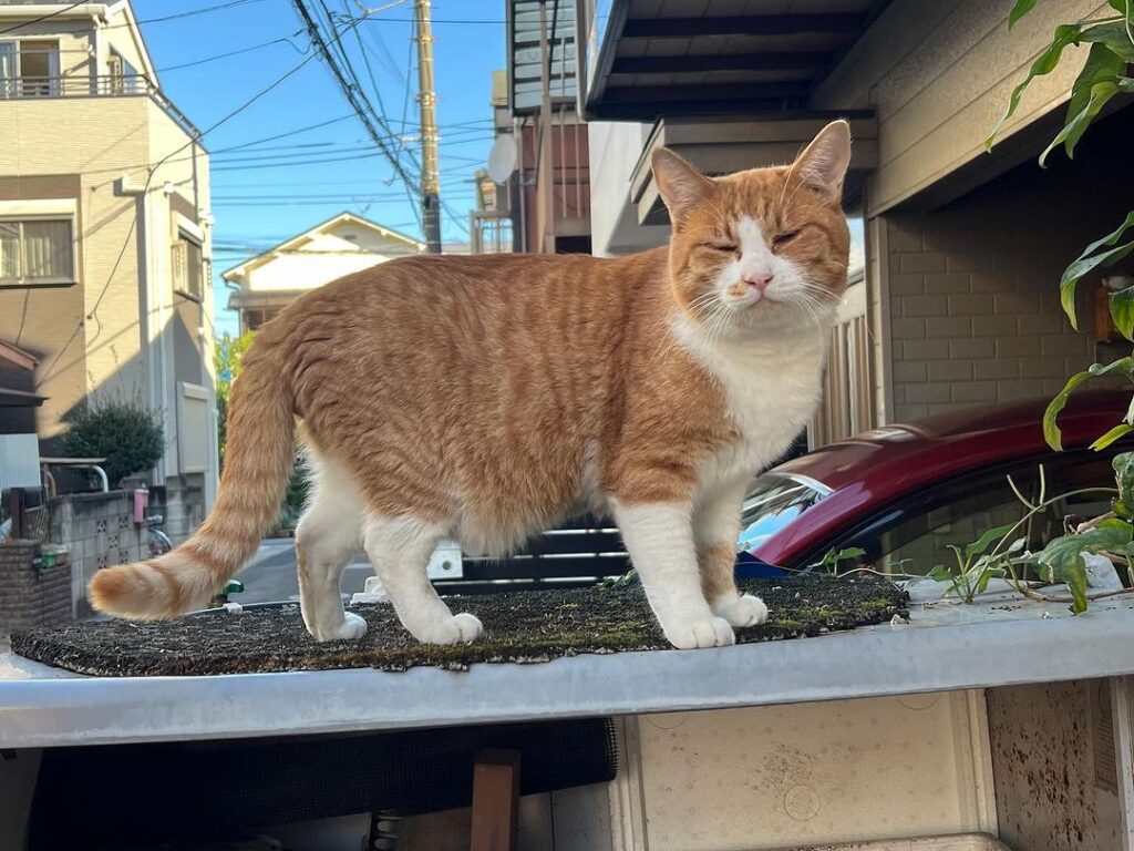 The Chameshi Cat A Rare and Enigmatic Feline