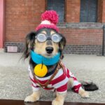 The Dachshund More Than Just a Sausage Dog