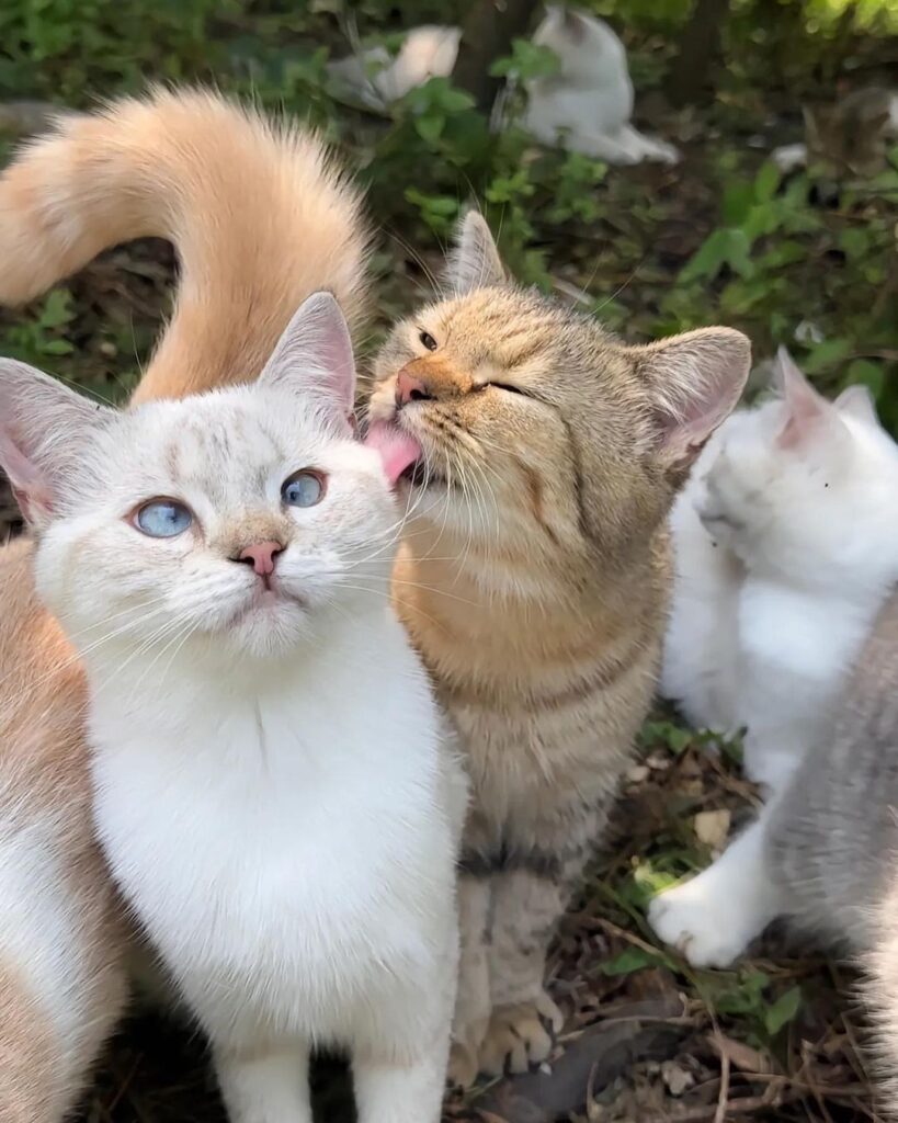 Exploring the Adorable World of Kittens