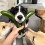 Koyuki and the Border Collie Duo A Tale of Two Dogs in Japan