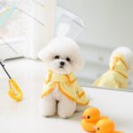 The Elegant White Poodle A Vision of Grace