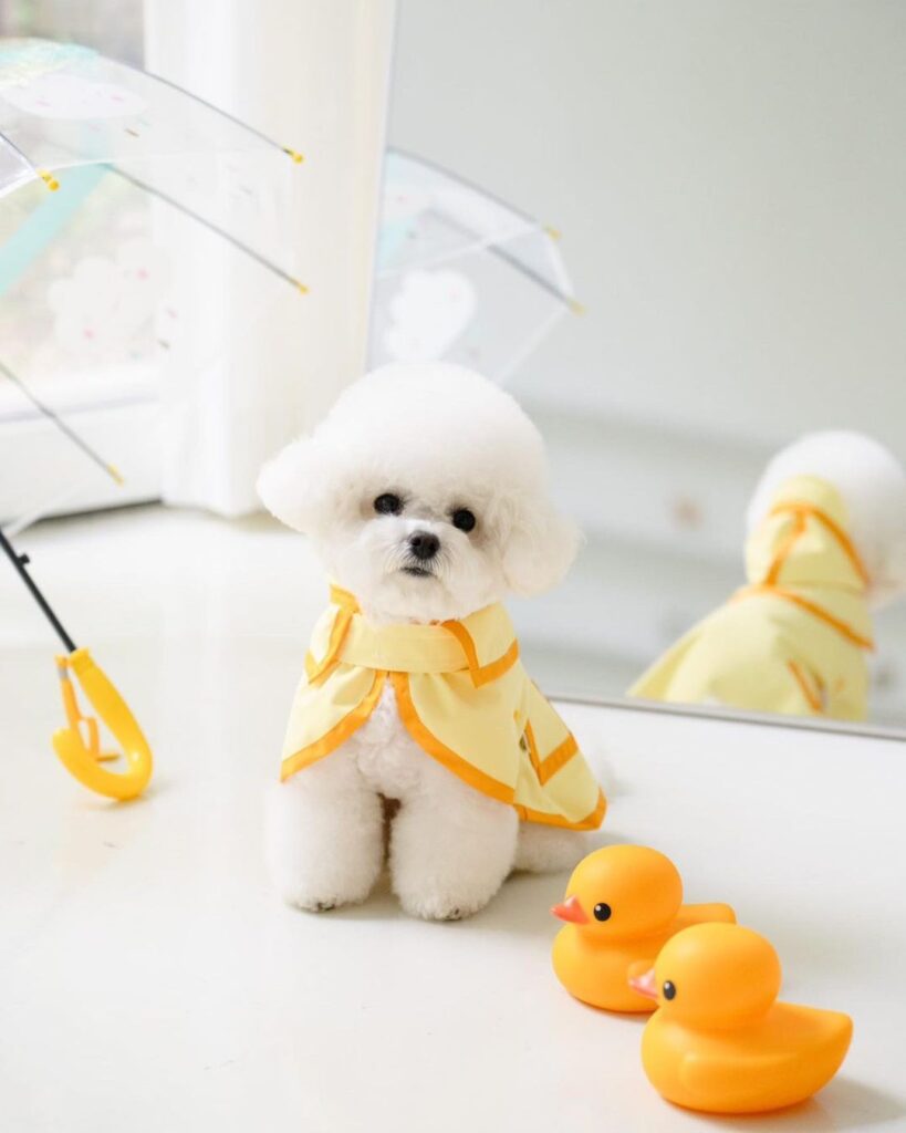 The Elegant White Poodle A Vision of Grace