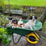The Spirited Charm of a Jack Russell Puppy