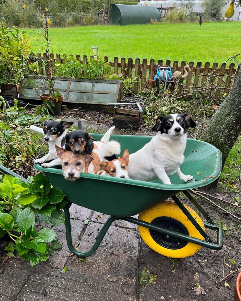 The Spirited Charm of a Jack Russell Puppy