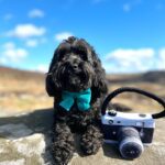 The Toy Poodle A Petite Pooch with a Big Heart