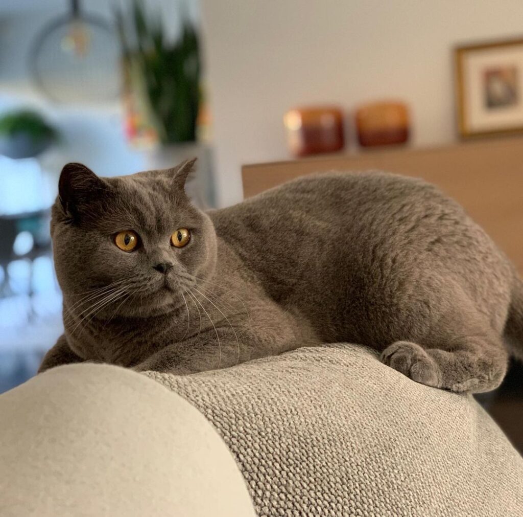 The British Shorthair Cat A Pawsitively Remarkable Breed