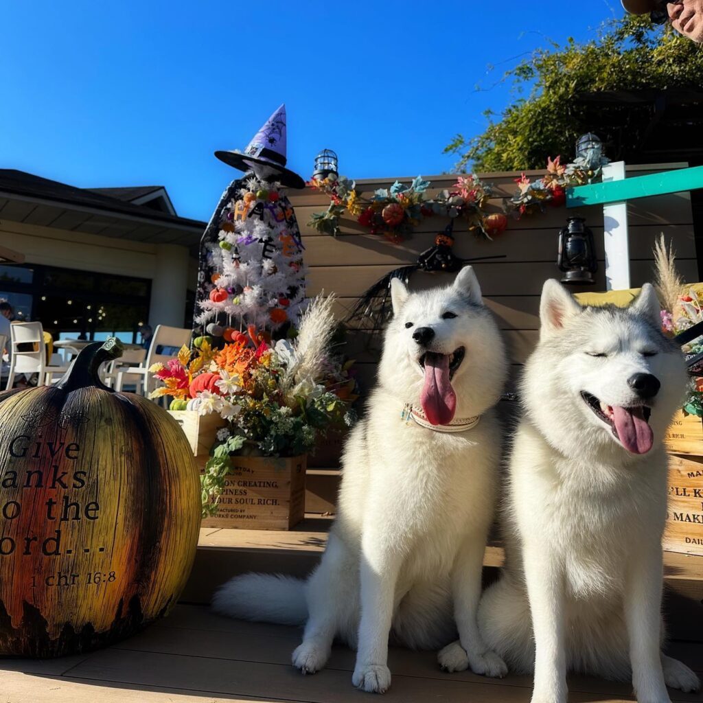 The Huggable Husky Exploring the Charm of Husky Dogs