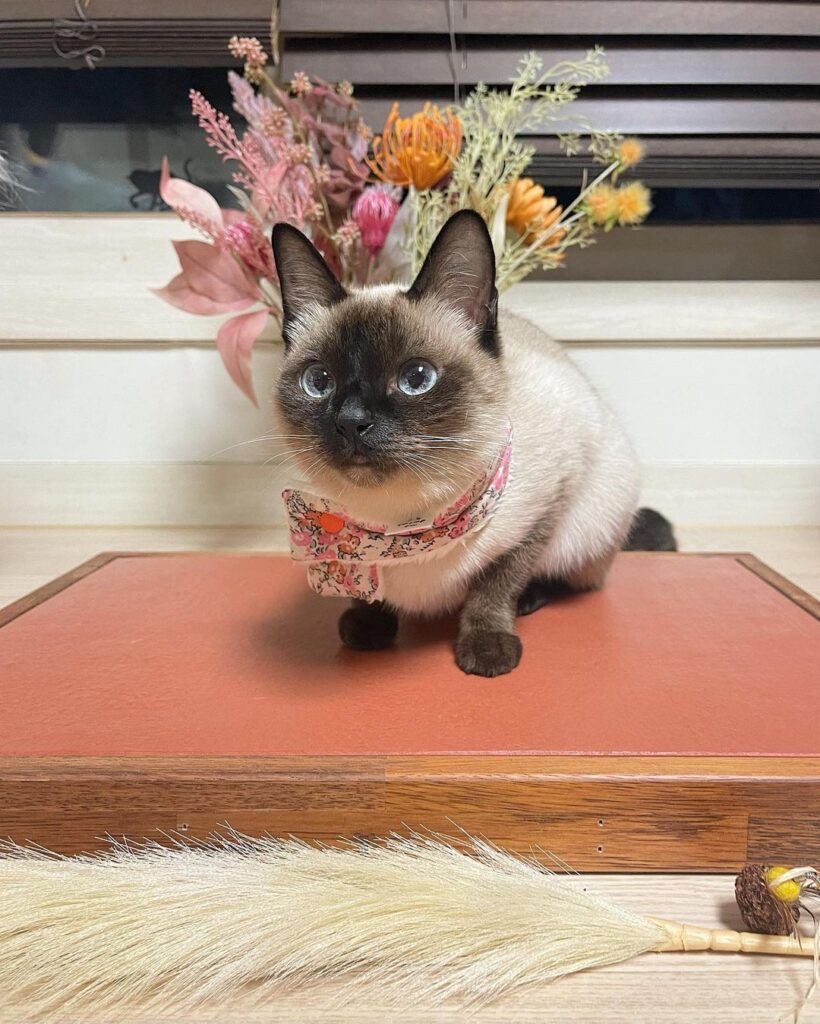 The Graceful Siamese Cat A Study in Elegance