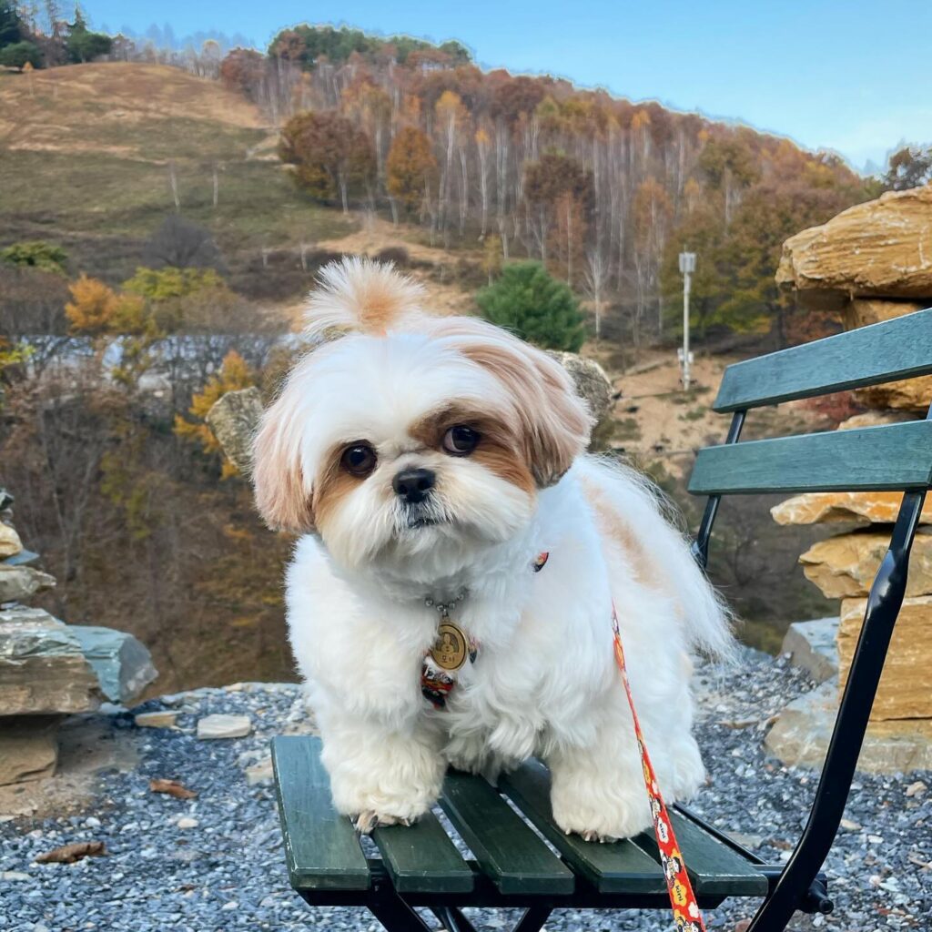 Momozziyaa The Enchanting Canine from Korea