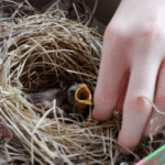 What Should Not Do When You Find a Baby Bird