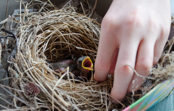 What Should Not Do When You Find a Baby Bird