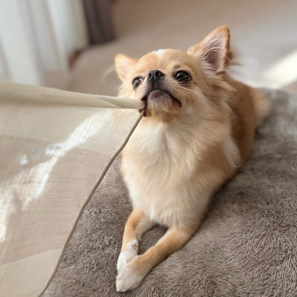 Charming Chihuahuas The Petite Companions