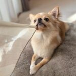 Charming Chihuahuas The Petite Companions