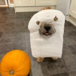 The Bright and Energetic World of Border Terriers