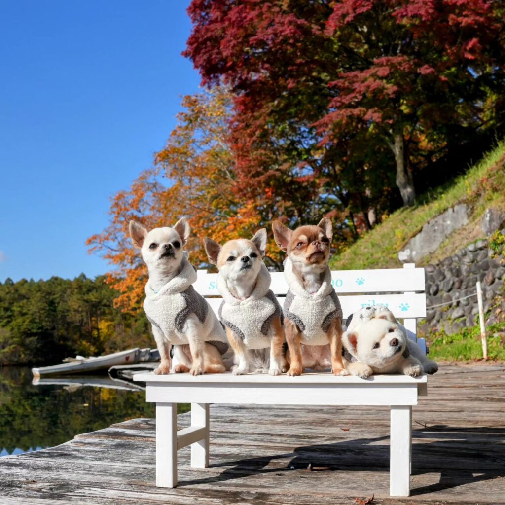 Chihuahua Dogs Small Dogs with Big Personalities