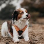 𝗞 𝗢 𝗗 𝗬 + 𝗞 𝗔 𝗬 𝗔 A Pawsitively Perfect Duo