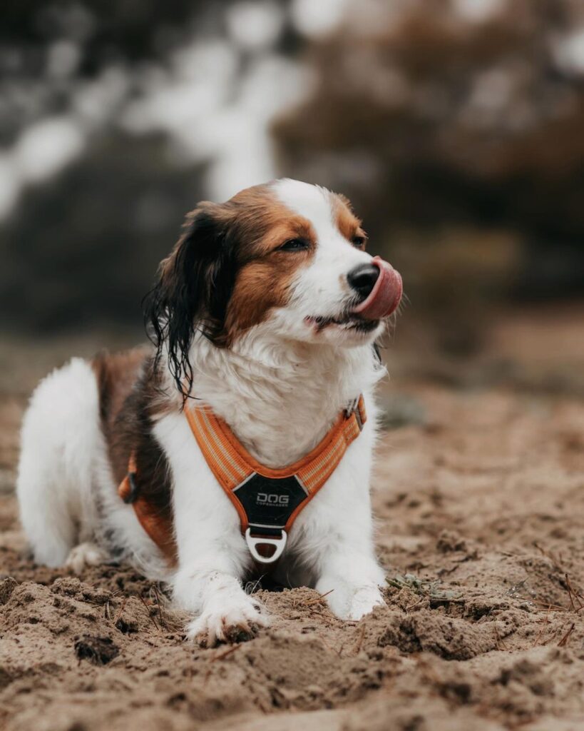 𝗞 𝗢 𝗗 𝗬 + 𝗞 𝗔 𝗬 𝗔 A Pawsitively Perfect Duo