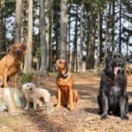 The Noble Tradition of the Hunting Dog