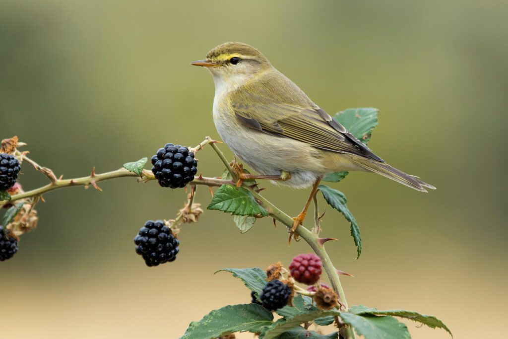 Willow Warbler: The Melodious Songbird
